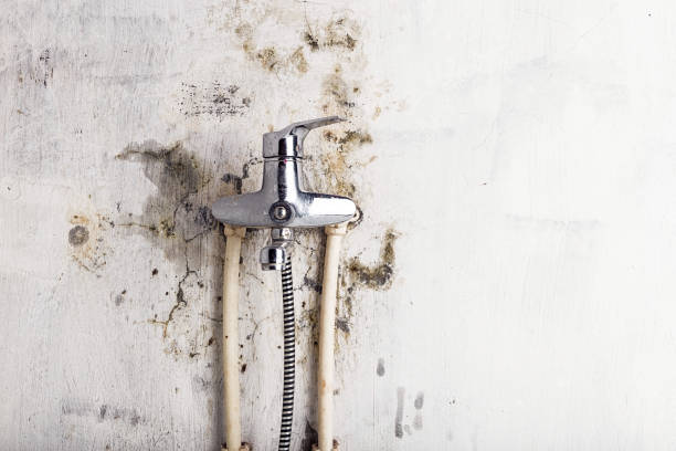 Best Residential Mold Removal  in Orleans, VT