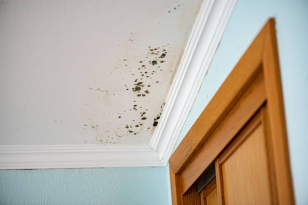 Crawl Space Mold Removal in Orleans, VT