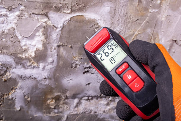 Best Fast Mold Removal  in Orleans, VT