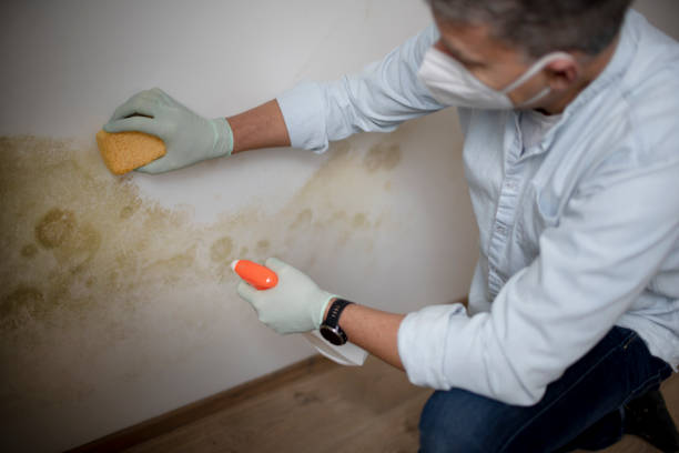 Best Local Mold Removal Service  in Orleans, VT