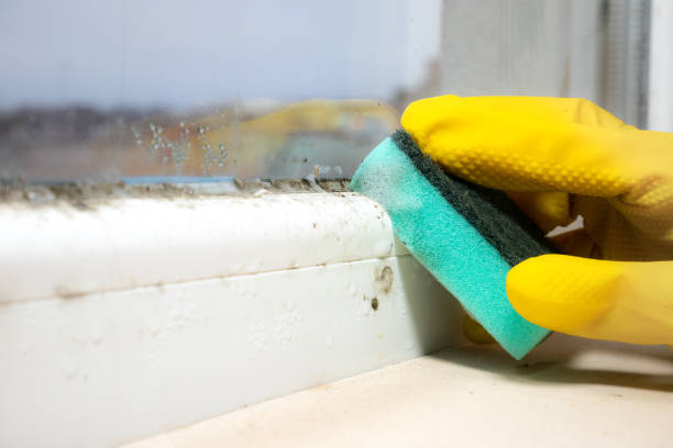 Mold Removal and Inspection in Orleans, VT
