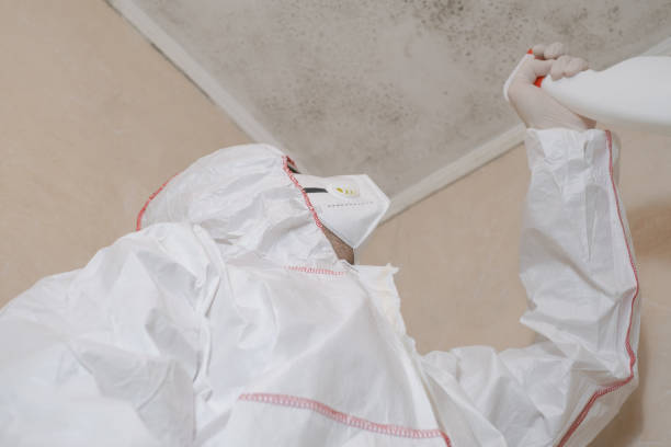 Best Attic Mold Removal  in Orleans, VT