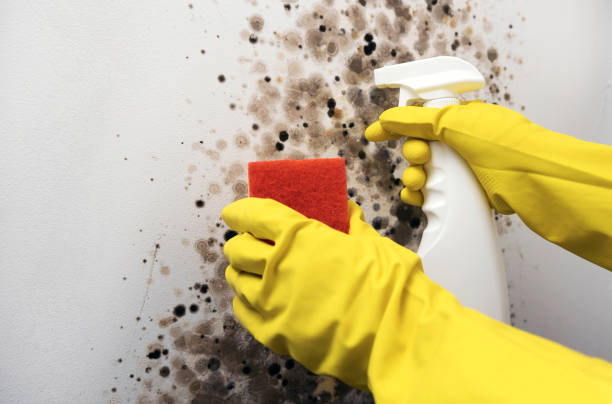 Best Office Mold Removal Services  in Orleans, VT