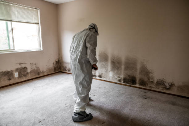 Best Mold Cleaning Services  in Orleans, VT