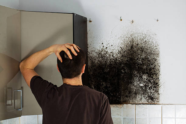 Best Mold Testing  in Orleans, VT