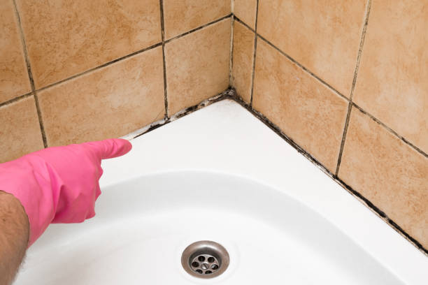 Best Mold Damage Repair  in Orleans, VT